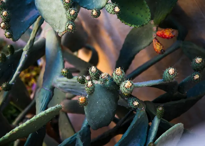 B&B A La Maison Xagħra